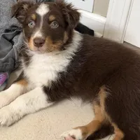 Eve, a female Australian Shepherd for sale in Niles, MI – Photo 5 of 8