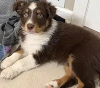 Eve, a female Australian Shepherd for sale in Evanston, IL – Photo 1 of 5