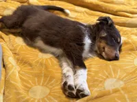 Eve, a female Australian Shepherd for sale in Niles, MI – Photo 2 of 8