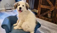 Dottie, a female Bernese Mountain Dog and Great Pyrenees for sale in Niles, MI – Photo 3 of 10
