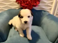 Dottie, a female Bernese Mountain Dog and Great Pyrenees for sale in Evanston, IL – Photo 1 of 4