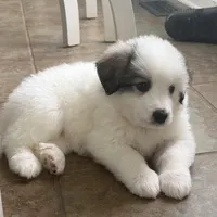 Dottie, a female Bernese Mountain Dog and Great Pyrenees for sale in Niles, MI – Photo 9 of 10