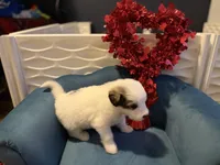 Dottie, a female Bernese Mountain Dog and Great Pyrenees for sale in Evanston, IL – Photo 2 of 4