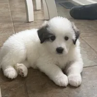 Dottie, a female Bernese Mountain Dog and Great Pyrenees for sale in Niles, MI – Photo 10 of 10