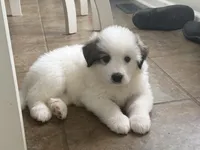 Dottie, a female Bernese Mountain Dog and Great Pyrenees for sale in Niles, MI – Photo 2 of 4