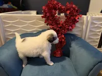 Dottie, a female Bernese Mountain Dog and Great Pyrenees for sale in Evanston, IL – Photo 4 of 4