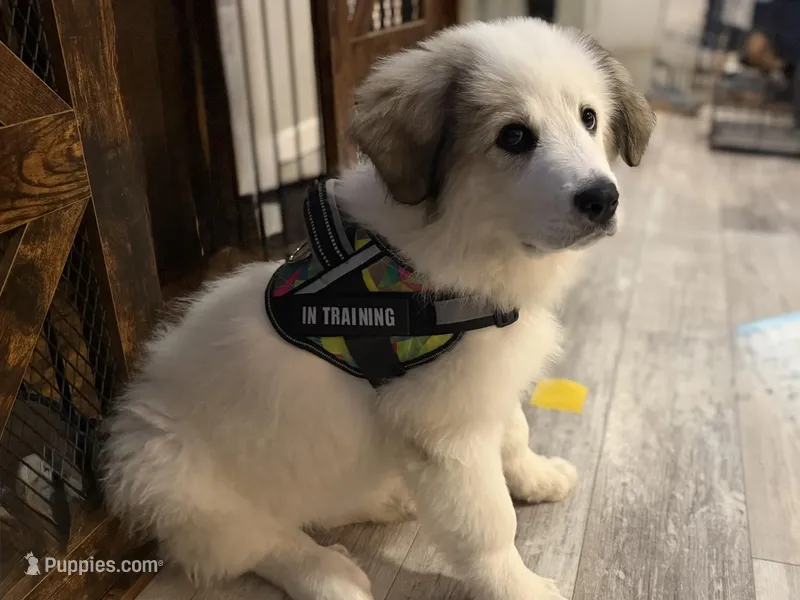 Dottie – Bernese Mountain Dog, Great Pyrenees puppy for sale in Niles, MI