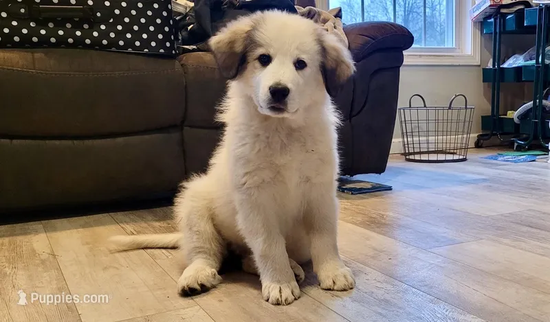 Dottie – Bernese Mountain Dog, Great Pyrenees puppy for sale in Niles, MI