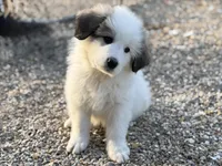 Dottie, a female Bernese Mountain Dog and Great Pyrenees for sale in Niles, MI – Photo 7 of 10
