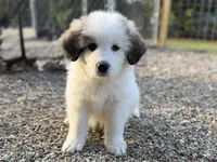 Dottie, a female Bernese Mountain Dog and Great Pyrenees for sale in Niles, MI – Photo 6 of 10