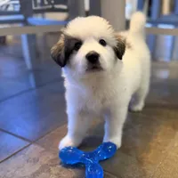 Dottie, a female Bernese Mountain Dog and Great Pyrenees for sale in Niles, MI – Photo 5 of 10