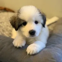 Dottie, a female Bernese Mountain Dog and Great Pyrenees for sale in Niles, MI – Photo 8 of 10