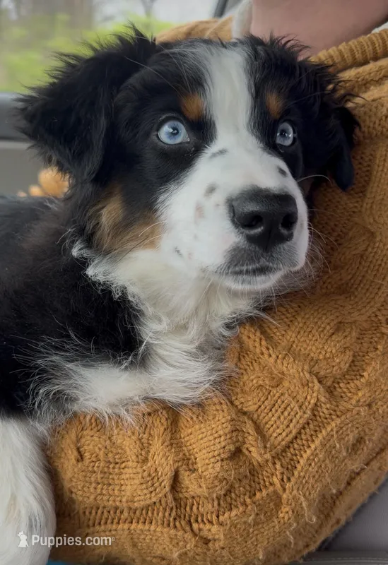 Oakley – Australian Shepherd puppy for sale in Niles, MI