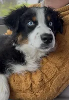 Oakley, a male Australian Shepherd for sale in Niles, MI – 1 of 1