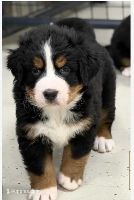 Pepper, a female Bernese Mountain Dog for sale in Niles, MI – Photo 1 of 1