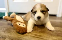 Butters, a male Bernese Mountain Dog and Great Pyrenees for sale in Niles, MI – Photo 3 of 5