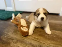 Butters, a male Bernese Mountain Dog and Great Pyrenees for sale in Niles, MI – Photo 4 of 5