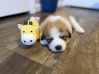 Butters, a male Bernese Mountain Dog and Great Pyrenees for sale in Niles, MI – Photo 5 of 5