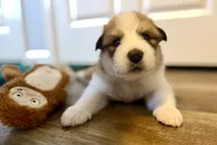 Butters, a male Bernese Mountain Dog and Great Pyrenees for sale in Niles, MI – Photo 1 of 5