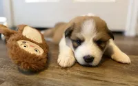 Butters, a male Bernese Mountain Dog and Great Pyrenees for sale in Niles, MI – Photo 2 of 5
