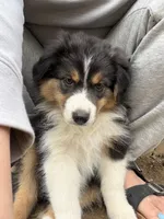 Jazzy, a female Australian Shepherd for sale in Michiana, MI – 2 of 5