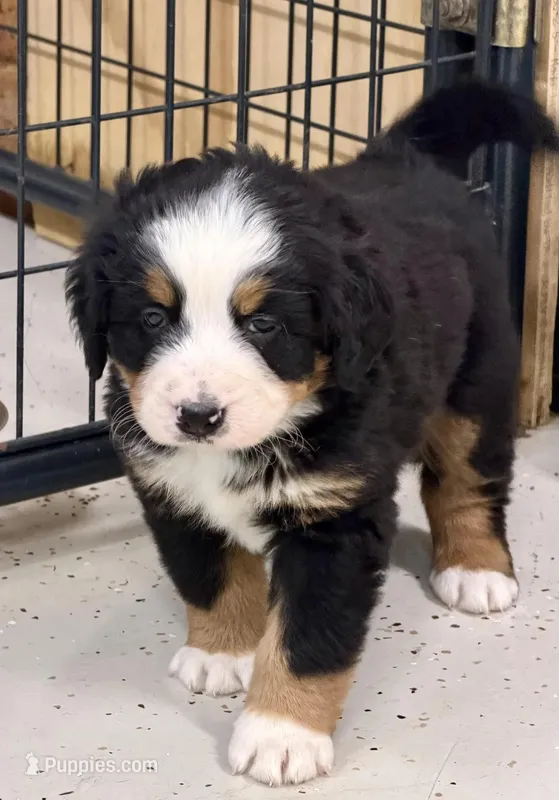 Paisley – Bernese Mountain Dog puppy for sale in Niles, MI