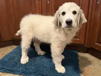 Midnight , a male Great Pyrenees for sale in Michiana, MI – 8 of 9