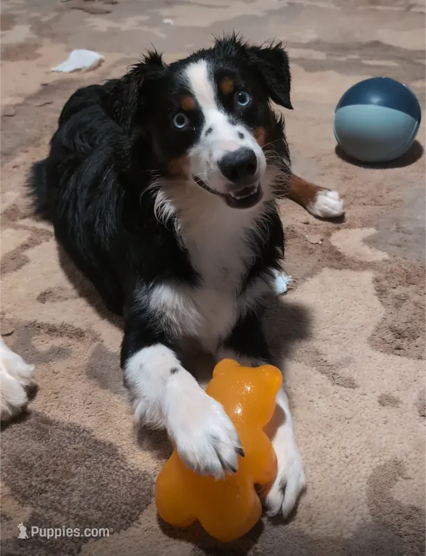 Oakley – Australian Shepherd puppy for sale in Michiana, MI
