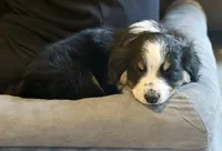 Arrow, a female Australian Shepherd for sale in Evanston, IL – Photo 3 of 6