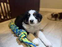 Anchor, a male Australian Shepherd for sale in Evanston, IL – Photo 1 of 6