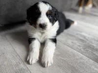 processed/fc12a7cf-a0e1-4f69-bc93-9ce2531837d6/listing/b1e02be6-20e3-4e31-9047-cccee64074c0/8c9571d2-91e0-4e54-8a12-5688119c79c6