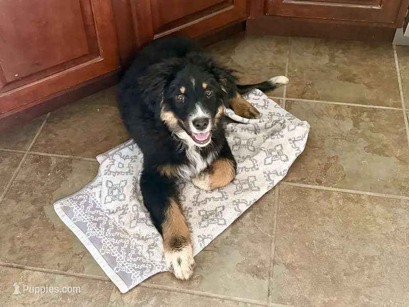 Denver – Australian Shepherd puppy for sale in Niles, MI