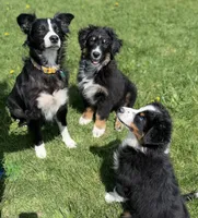 Denver, a male Australian Shepherd for sale in Niles, MI – Photo 2 of 2