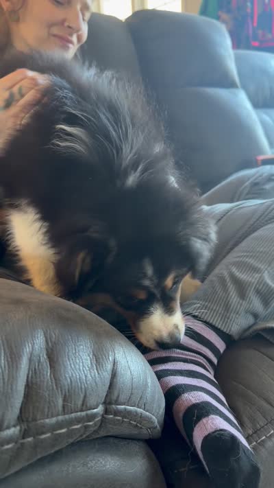 Jazzy, a female Australian Shepherd for sale in Michiana, MI – 4 of 5