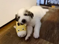 Haus, a male Bernese Mountain Dog and Great Pyrenees for sale in Michiana, MI – Photo 2 of 4
