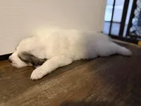 Haus, a male Bernese Mountain Dog and Great Pyrenees for sale in Michiana, MI – Photo 3 of 4