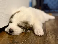 Haus, a male Bernese Mountain Dog and Great Pyrenees for sale in Michiana, MI – Photo 1 of 4