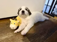 Haus, a male Bernese Mountain Dog and Great Pyrenees for sale in Michiana, MI – Photo 4 of 4