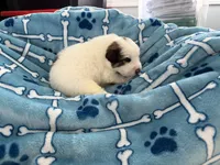 processed/fc12a7cf-a0e1-4f69-bc93-9ce2531837d6/listing/cb63109a-35ed-4a6a-87ed-665d268fb557/044f42cc-badf-4d2f-a93a-9059f8677c16