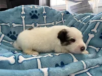 processed/fc12a7cf-a0e1-4f69-bc93-9ce2531837d6/listing/cb63109a-35ed-4a6a-87ed-665d268fb557/203e63a7-b8e5-4276-a10b-dfdda14eaa5d