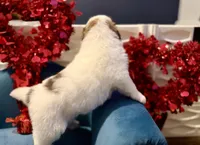 processed/fc12a7cf-a0e1-4f69-bc93-9ce2531837d6/listing/cb63109a-35ed-4a6a-87ed-665d268fb557/263abef5-ec89-4720-95fa-863650b01051