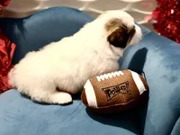 processed/fc12a7cf-a0e1-4f69-bc93-9ce2531837d6/listing/cb63109a-35ed-4a6a-87ed-665d268fb557/6fa4bada-71e6-4227-8813-390a74946533