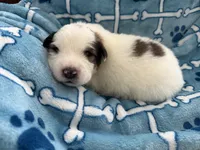 processed/fc12a7cf-a0e1-4f69-bc93-9ce2531837d6/listing/cb63109a-35ed-4a6a-87ed-665d268fb557/ab9d3662-591d-4ecb-8b08-44fde2ffb960