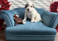 Potato, a male Bernese Mountain Dog and Great Pyrenees for sale in Michiana, MI – Photo 4 of 5