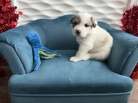 Potato, a male Bernese Mountain Dog and Great Pyrenees for sale in Michiana, MI – Photo 3 of 5