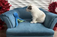 Potato, a male Bernese Mountain Dog and Great Pyrenees for sale in Michiana, MI – Photo 5 of 5