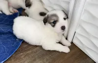 Potato, a male Bernese Mountain Dog and Great Pyrenees for sale in Michiana, MI – Photo 2 of 5