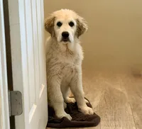 Midnight , a male Great Pyrenees for sale in Michiana, MI – 2 of 9