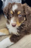 Whales, a male Australian Shepherd for sale in Evanston, IL – Photo 3 of 5