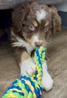 Whales, a male Australian Shepherd for sale in Evanston, IL – Photo 1 of 5